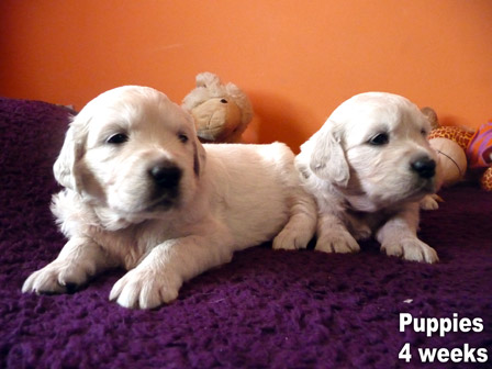 Cuccioli golden retriever