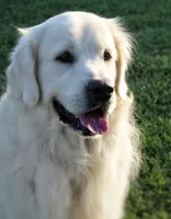 Mister Blu, padre dei cuccioli Golden