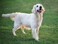 Omega, madre dei cuccioli Golden
