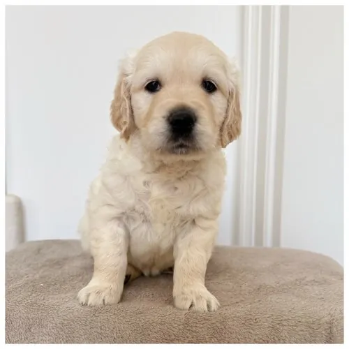 Cucciola Golden Retriever Tina