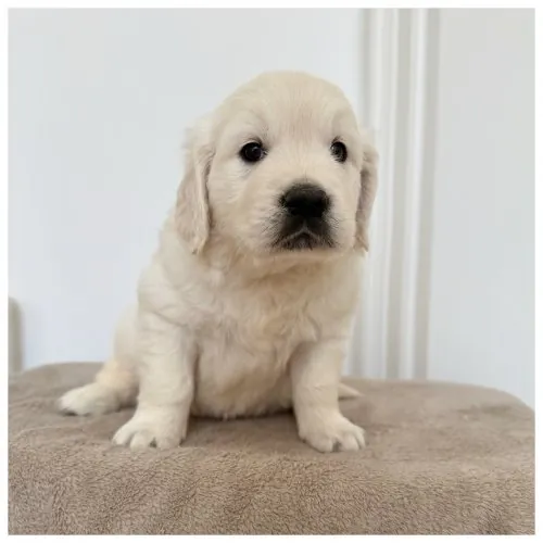 Cucciola Golden Retriever Tara