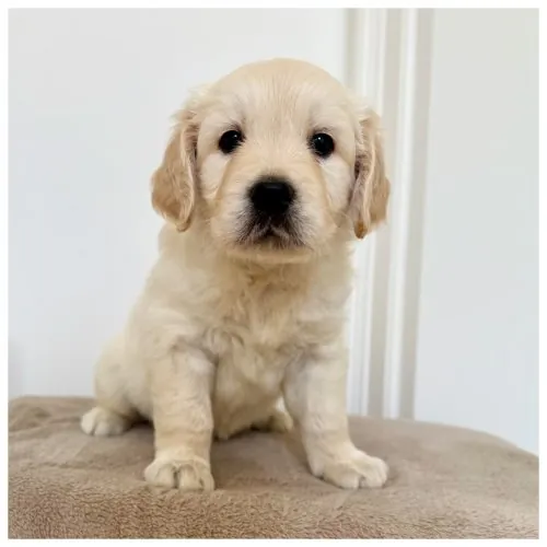 Cucciola Golden Retriever Thelma