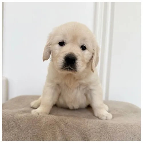 Cucciolo Golden Retriever Toby