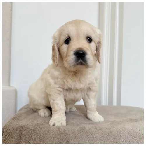 Cucciolo Golden Retriever Tom