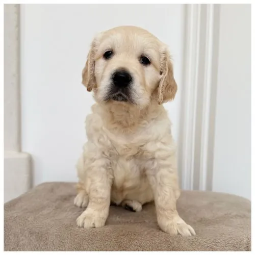 Cucciolo Golden Retriever Theo