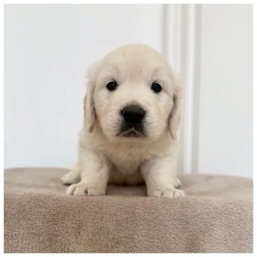 Cucciolo Golden Retriever Tato