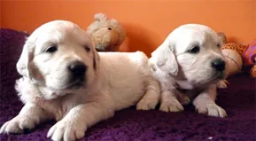 L'allevamento di Golden Retriever CaniGolden